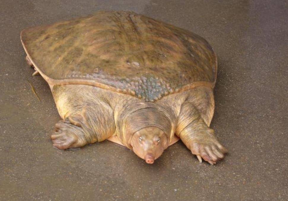 朱元璋_癞头鼋_动物