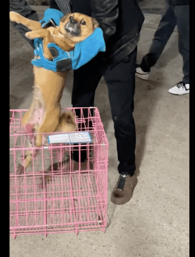 流浪狗双腿被开水烫伤，躲在汽车下不出来，对人类保持高度警惕！ 
