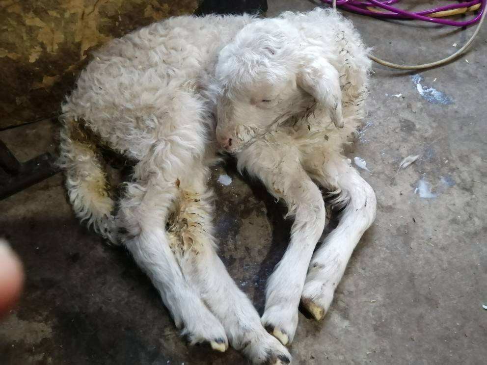 羊反复拉稀怎么办?本文告诉你解决方法!_饲料_治疗_进行