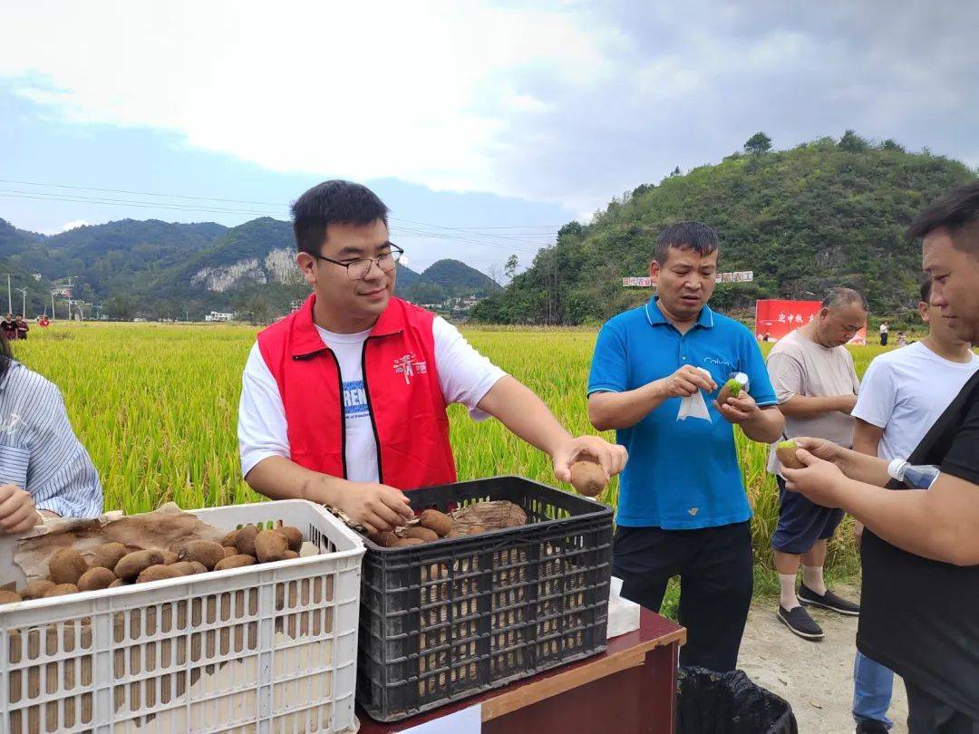 清镇市麦格苗族布依族乡:金秋时节丰收忙 干部驻村更"助村"_猕猴桃