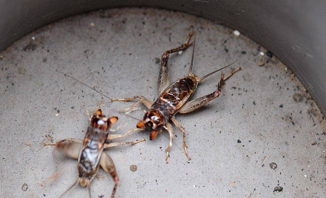 山东蟋蟀经济:一个小镇几十天,有超过6亿资金在当地