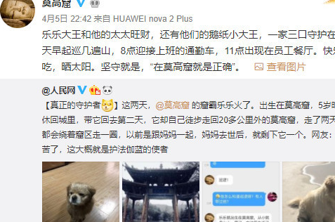 莫高窟真正的“守护者”,萌犬乐乐翻身成“网红” 莫高窟真正的“守护者”,萌犬乐乐翻身成“网红”