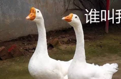 被鹅咬了,可以叫家里的哈士奇去报仇! 被鹅咬了,可以叫家里的哈士奇去报仇!