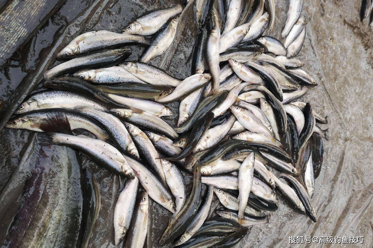 深秋钓柳根鱼的5句口诀,柳根鱼变得更好钓_窝子里_鱼漂_辣子