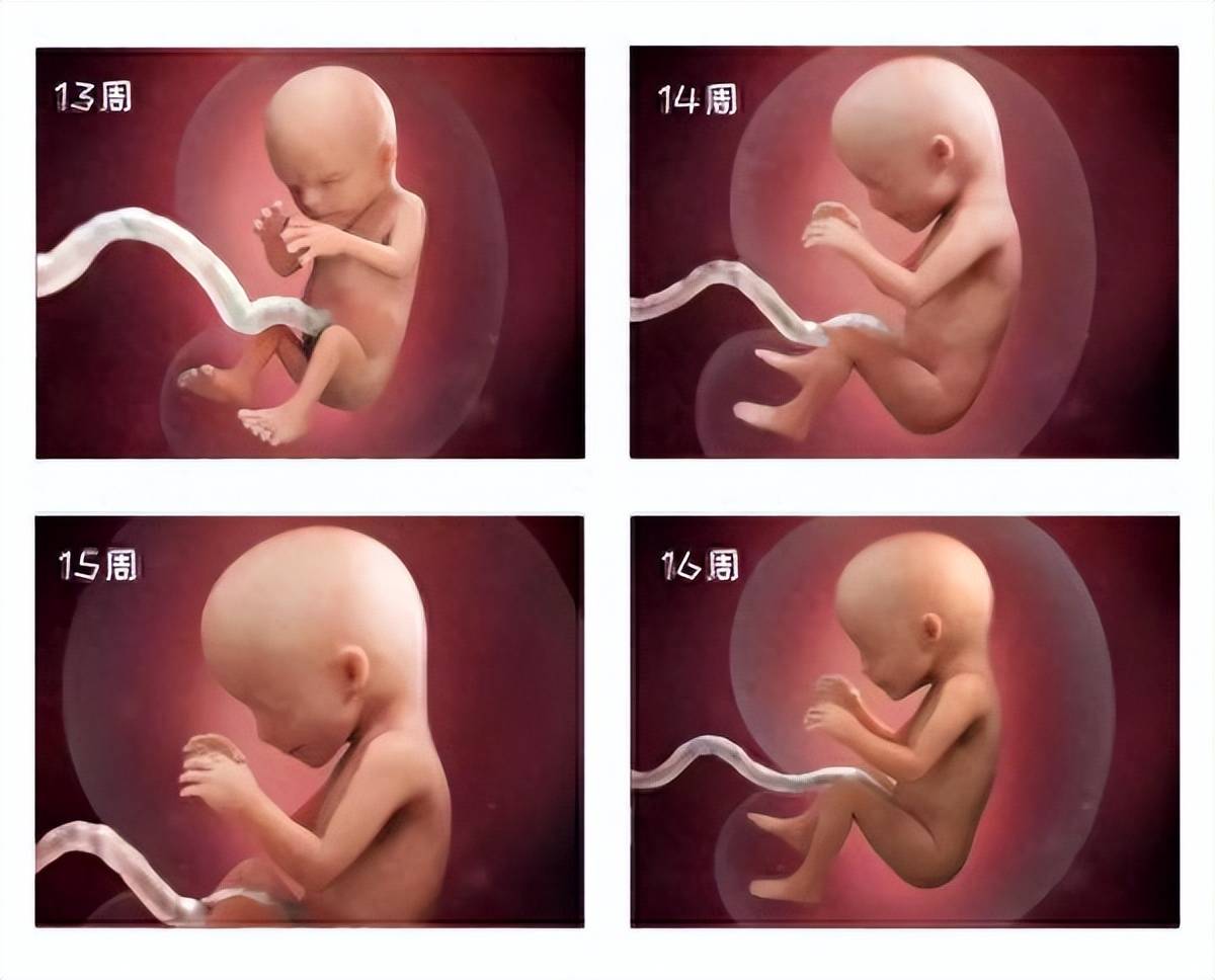 从受精卵到新生儿,40周胎宝宝每周都有啥变化？