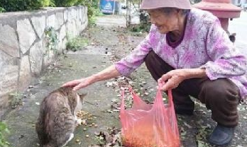 88岁老奶奶18年来不间断餵食流浪猫狗,只因不忍心它们挨饿 88岁老奶奶18年来不间断餵食流浪猫狗,只因不忍心它们挨饿
