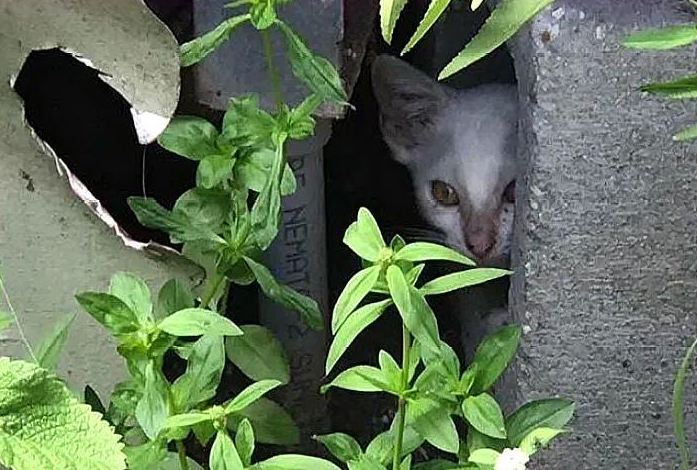 猫妈妈偷零食时被追赶,没能带走小猫,小猫却因一张照片被救了 猫妈妈偷零食时被追赶,没能带走小猫,小猫却因一张照片被救了