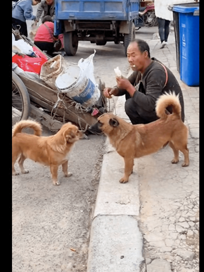拾荒大爷养了50只流浪狗,每天想办法喂饱它们,自己却睡在房顶上 拾荒大爷养了50只流浪狗,每天想办法喂饱它们,自己却睡在房顶上