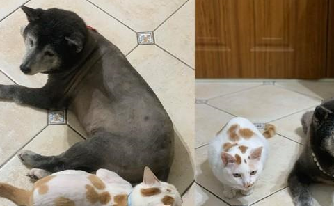 16岁老年犬沉迷泡泡纸，每一块泡泡纸都要按完