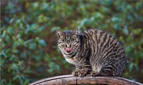 看看《本草纲目》的记载,你就明白了_人类_食物_中国