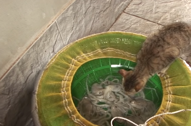爱偷吃章鱼的猫,栓条狗站岗都没用,猫用智商直接压制 爱偷吃章鱼的猫,栓条狗站岗都没用,猫用智商直接压制