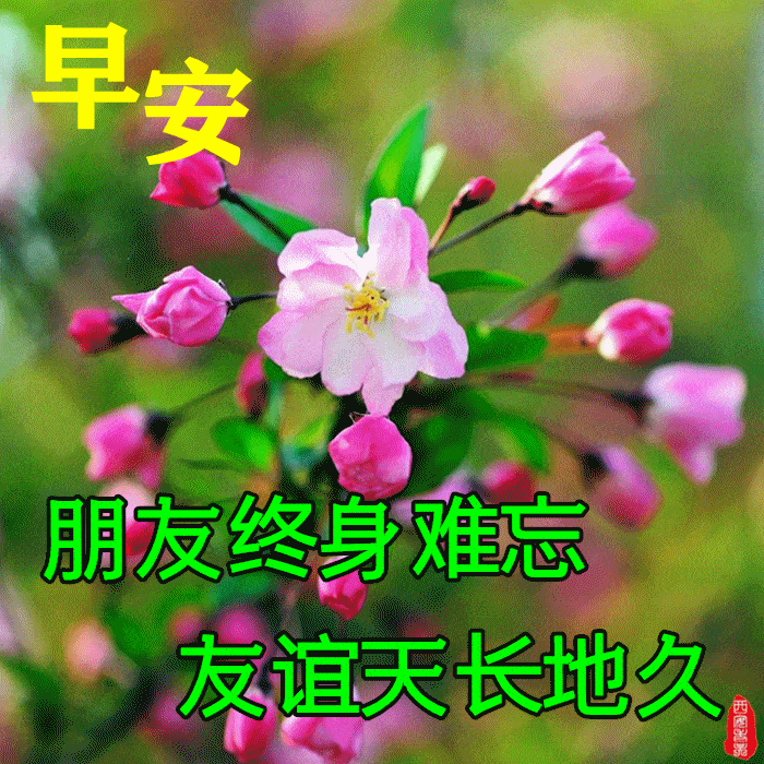 9张暖心早上好问候动态表情图片带字带祝福语 秋日清晨早安问候祝福语简短语句