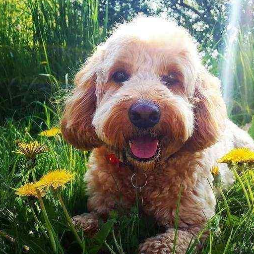 贵妇犬容易患的7种"公主病",很多都是致命的"元凶"_贵宾_狗狗_疾病