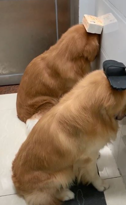 金毛犬被罚坐尿盆面壁露无辜脸 网友见身后"尸体堆"爆笑_拖鞋_泰迪