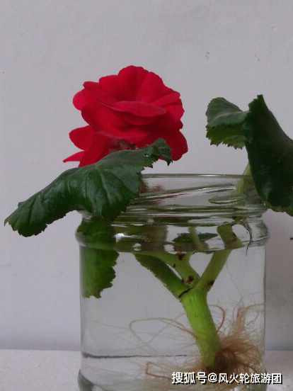 花朵鲜艳漂亮,不仅是四季秋海棠可以水培扦插,别的竹节海棠花,丽格