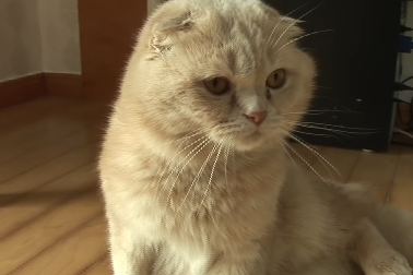 网友养一只“禁欲”系猫咪,排斥一切异性猫追求,很多都被凶哭! 网友养一只“禁欲”系猫咪,排斥一切异性猫追求,很多都被凶哭!