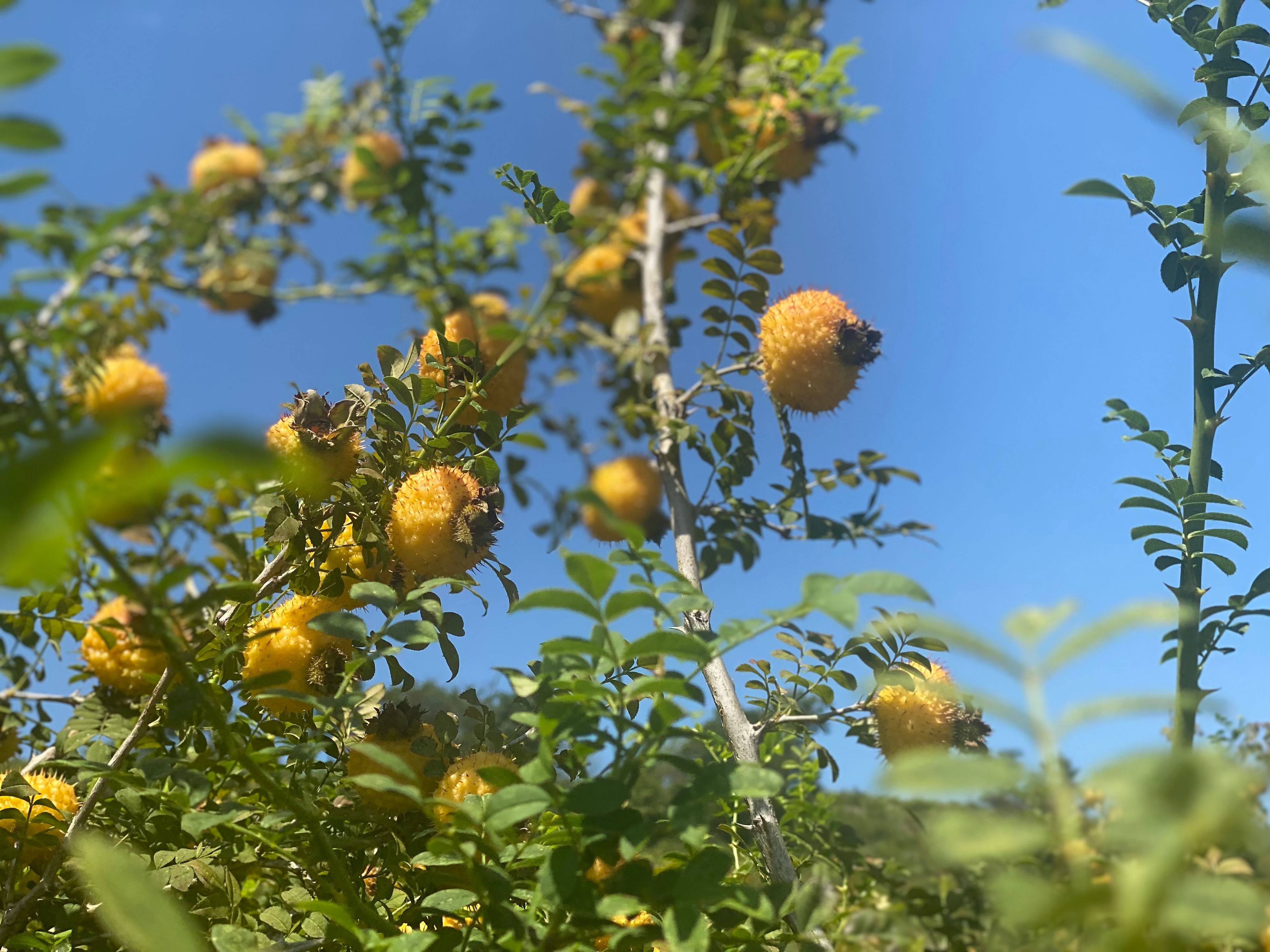刺梨的发展历史:从古老发现到现代研究_生产_营养_质量