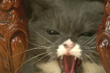 网友养一只“禁欲”系猫咪,排斥一切异性猫追求,很多都被凶哭! 网友养一只“禁欲”系猫咪,排斥一切异性猫追求,很多都被凶哭!