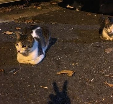五只猫咪折手躺在车子旁边，就为了等车主来喂罐头，让网友们羡慕