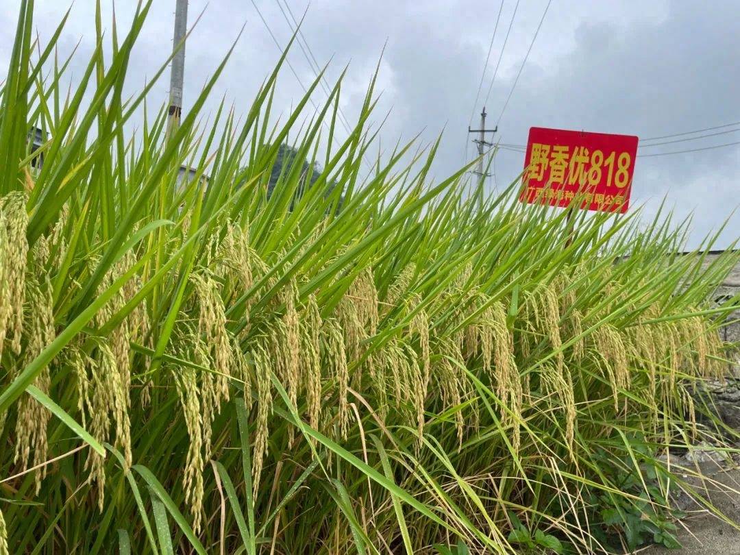 育成一批新的优质杂交水稻品种