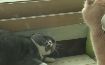 网友养一只“禁欲”系猫咪,排斥一切异性猫追求,很多都被凶哭! 网友养一只“禁欲”系猫咪,排斥一切异性猫追求,很多都被凶哭!