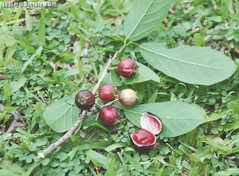 有1种割舌果,在海南被发现,像龙葵,更像嘉宝果,十分珍贵!