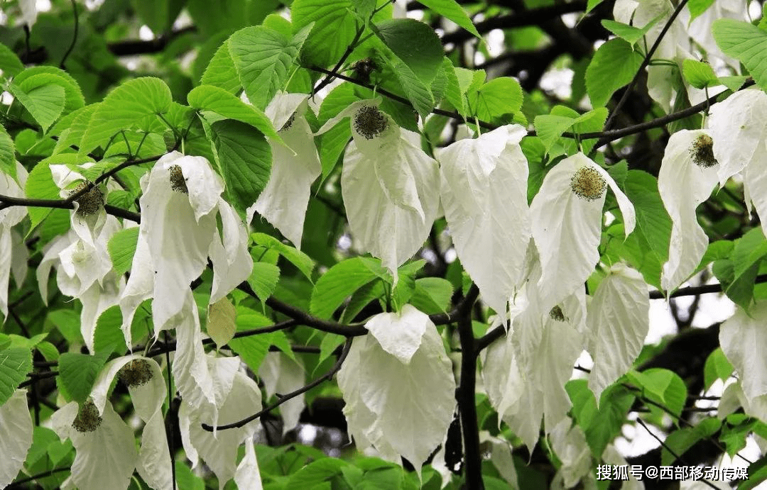 巧家药山之谜_植物_自然_保护