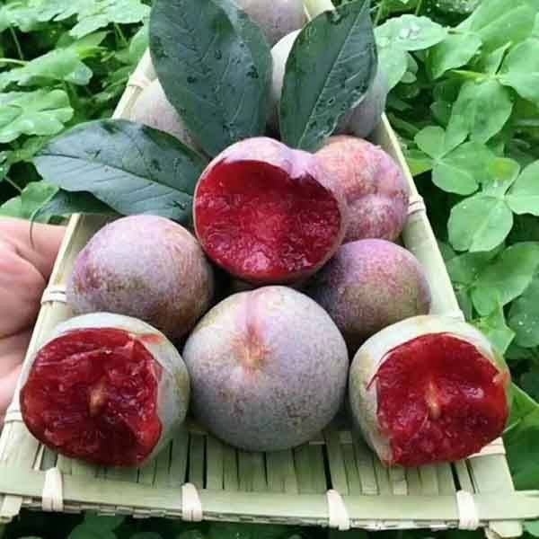 恐龙蛋李子树苗一亩地栽植多少颗比较好_种植_密度_条件