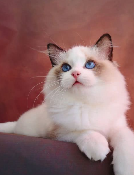 猫友纷纷晒自家猫咪的神仙颜值!不料一神秘猫打败布偶猫夺冠 猫友纷纷晒自家猫咪的神仙颜值!不料一神秘猫打败布偶猫夺冠