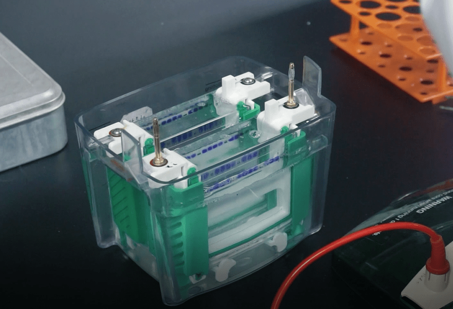 实操视频 | western blot实验步骤和过程细节_蛋白质_检测_min