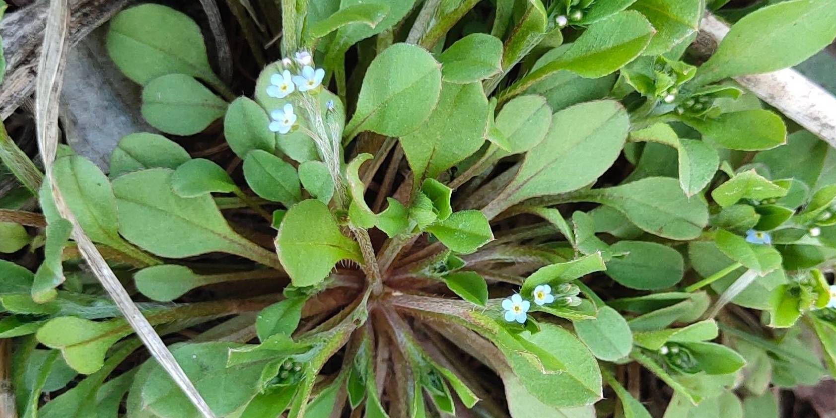 野菜的品种也各不相同,比如说现在农村可能最常见的就是马齿苋,鱼腥草