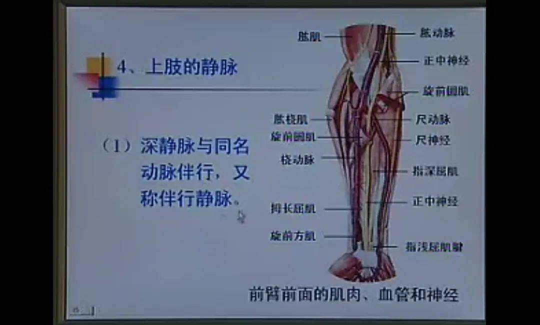 名校資源 | 《系統解剖學》全集50講(珍藏版)學完受益匪淺!