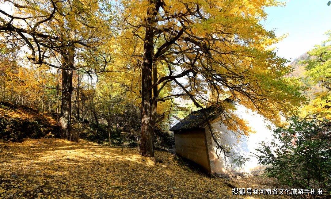 沿弯曲的山路,低缓的山坡,行走于千年银杏林中,银杏树的青叶,黄叶,与