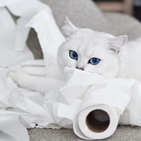 拥有绝美蓝眼睛的猫咪,迷倒万千猫奴,如今已成为主人