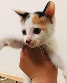养猫会上瘾?主人家里已经养了11只猫,路遇2只三花猫依旧带回家 养猫会上瘾?主人家里已经养了11只猫,路遇2只三花猫依旧带回家