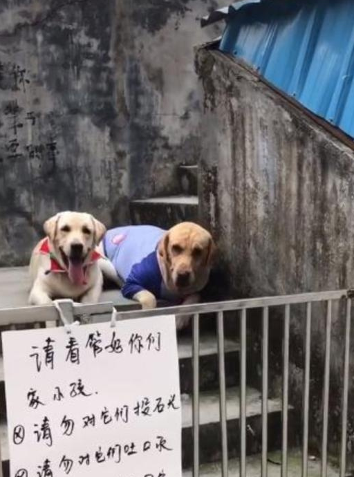 狗被围在栅栏里,但过路人受伤了,主人抱着狗痛哭起来 狗被围在栅栏里,但过路人受伤了,主人抱着狗痛哭起来