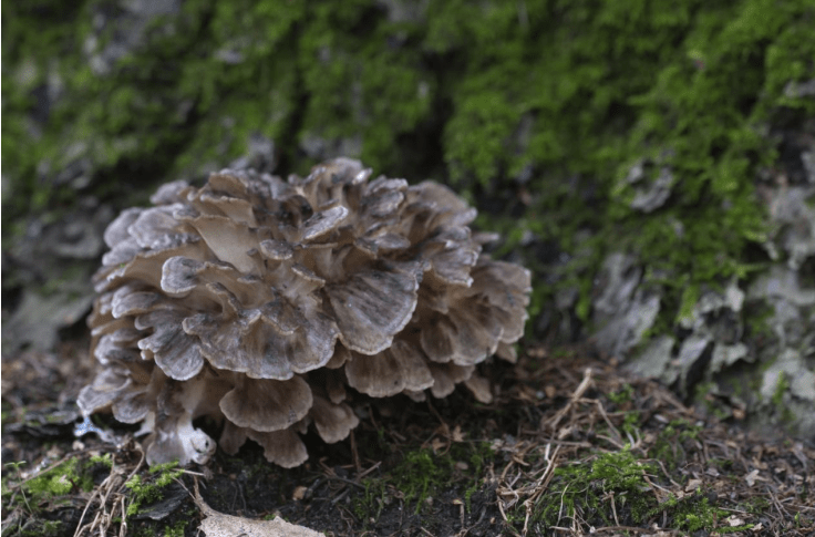 灰树花还能抗辐射?蕈龙能量以自然之力释放菌菇活力_多糖_营养素_作用