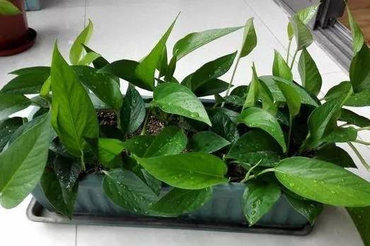 生根后,把绿萝藤条取出来,栽种到疏松透气的土壤里,放到散光通风的