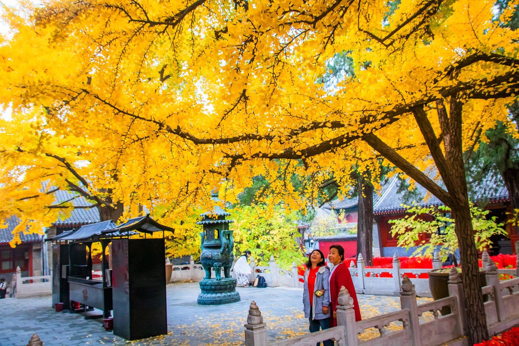 北京怀柔红螺寺,此时银杏已变黄,迎来最佳观赏期,错过再等一年