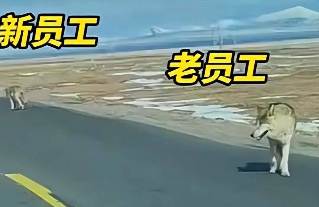 狼都受不了狼性文化?