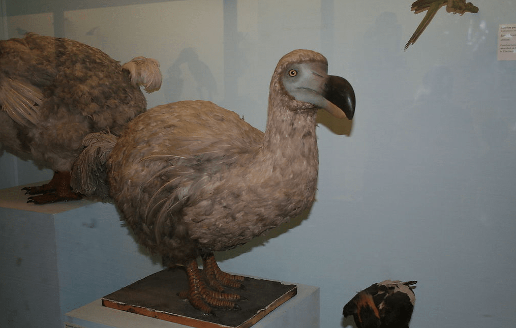 美国科学家拟复活灭绝动物渡渡鸟,原理竟是?_基因_细胞_物种