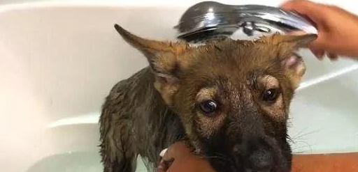 德国牧羊犬生了一个“独苗”，他对主人的态度改变了 