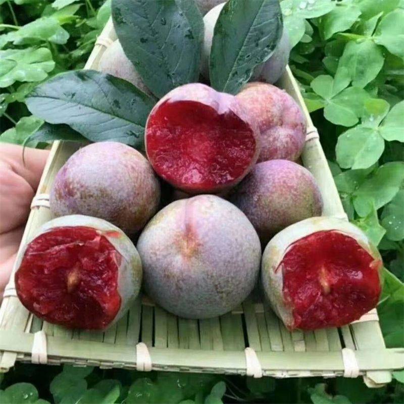 果肉鲜红,口感脆的杏李品种恐龙蛋李子苗强势登陆市场_水果_美味