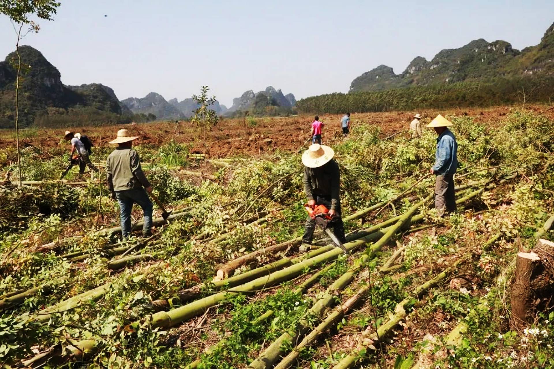 蓝桉树动漫图片 壁纸图片