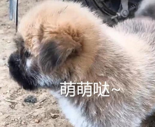 我找到了一个流浪狗，但没想到隔天和“礼物附赠”：我不知道
