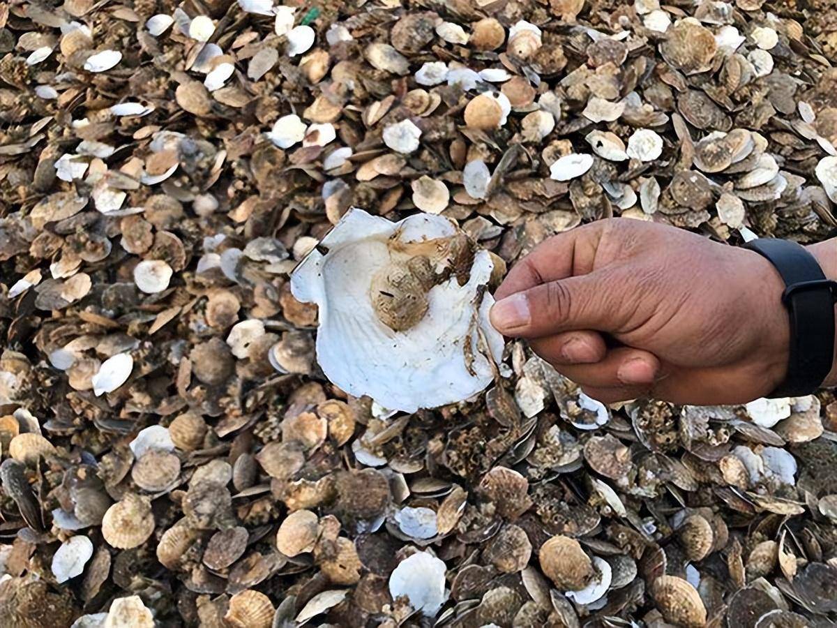 獐子岛扇贝是否能够逃离命运的束缚?_养殖_影响_保护