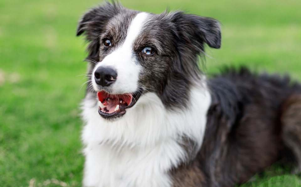 今生,我一定要养一只"边境牧羊犬!_边牧_训练_建议