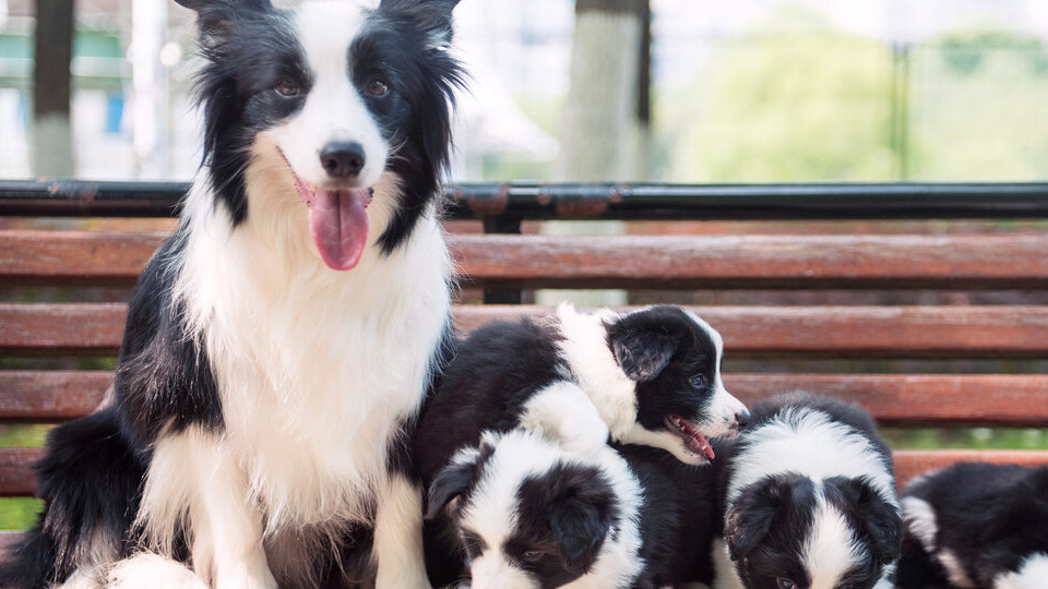 今生,我一定要养一只"边境牧羊犬!_边牧_训练_建议