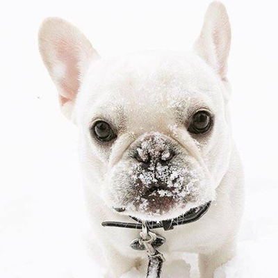 耳朵_品种_什么