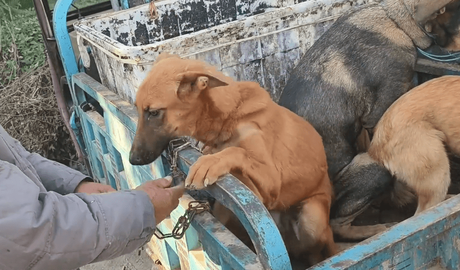 以为逃过一劫,却被狗贩劝进了笼,看着笼里的看家犬,狗主愧疚道:它净